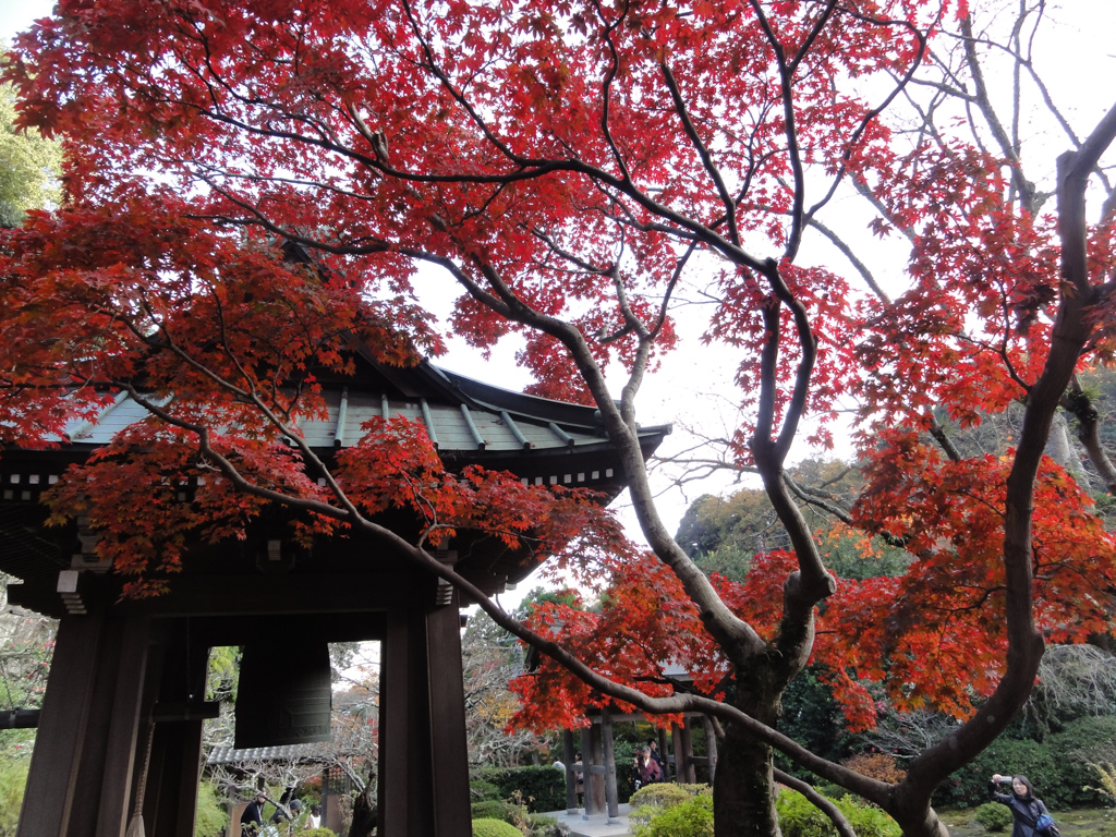 海蔵寺の紅葉